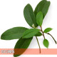 Wintergreen - 冬青
